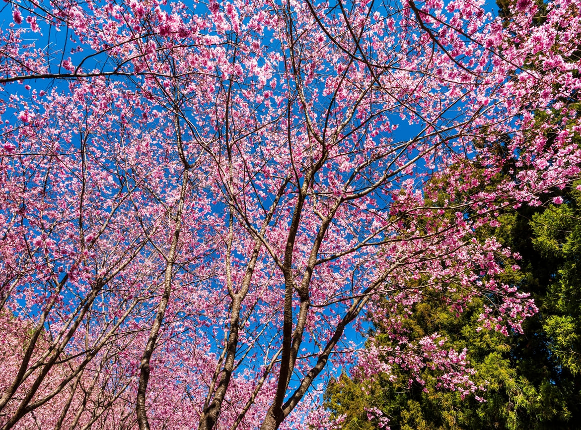 武陵櫻花季拼布花田煙波連泊蘭陽3日