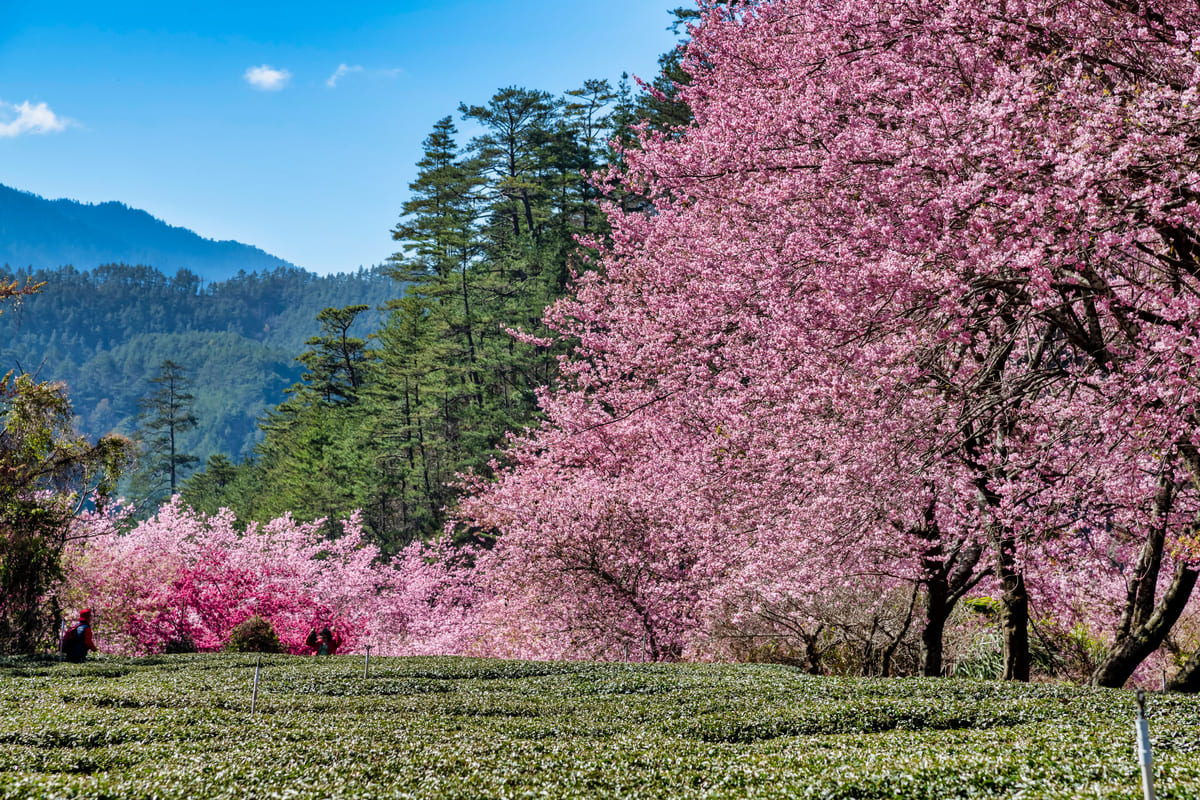 櫻迎馬歲武陵櫻花季一泊三食2日