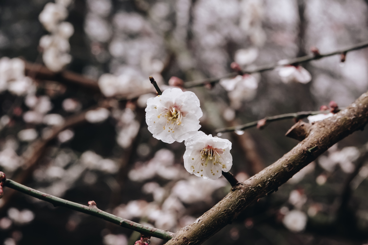 武陵梅花季宜蘭煙波一泊二食蘭陽2日