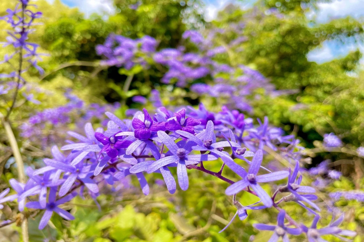 福爾摩沙遊艇酒店