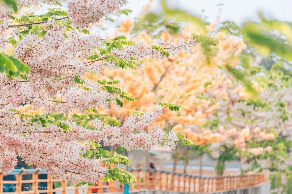【賞花三重奏】雙色花旗木蜀葵花海紫斑蝶2日