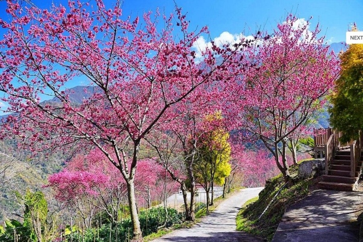 櫻開新中橫紫南宮東埔帝綸溫泉2日