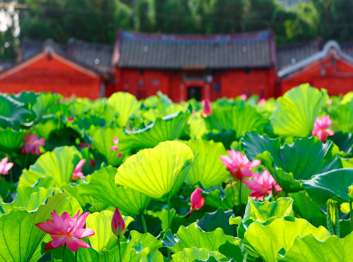 觀音蓮花季