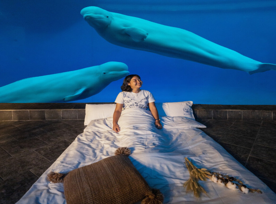 魚你同行｜我們與魚沒有距離.鹿ㄦ島水豚生態園區.海生館的祕密花園.驚喜夜宿海洋生物博物館二日| 吉航旅行社