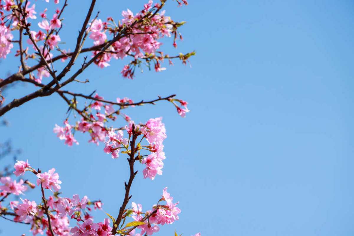 花季北海岸暖湯礁溪福朋喜來登2日