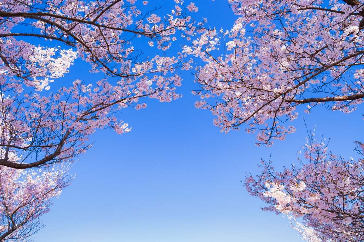 櫻櫻美代子櫻花三大人氣賞櫻2日