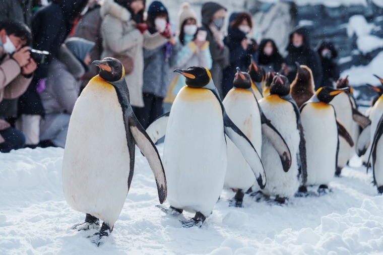 北海道破冰船玩雪三合一旭川動物園五日