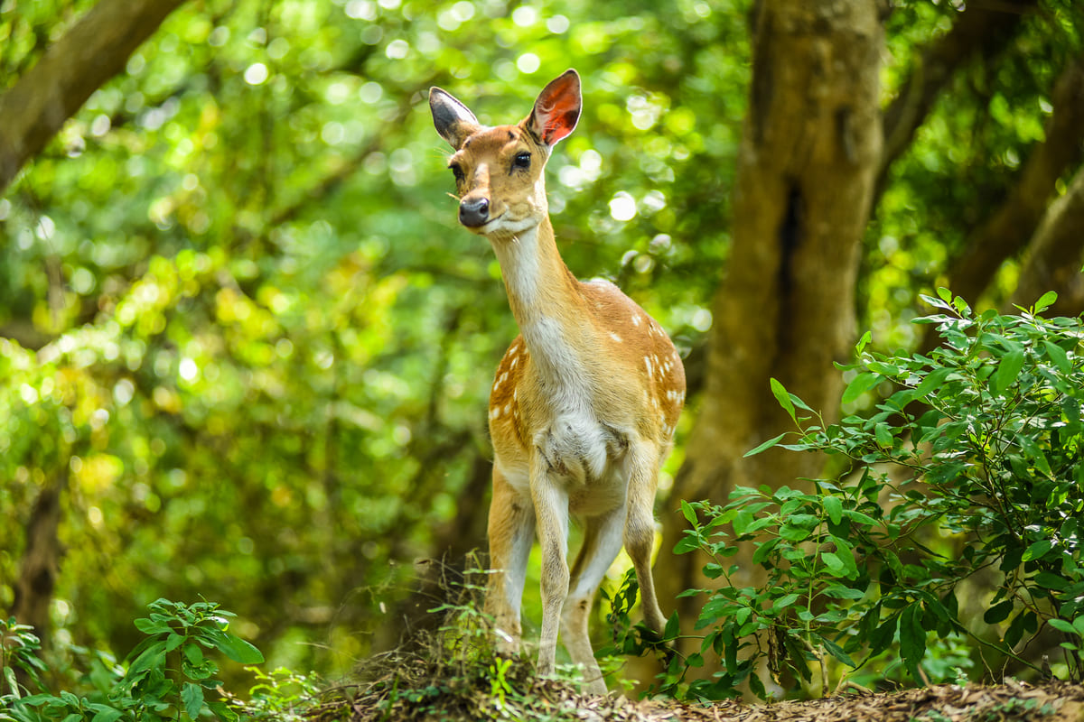 馬祖藍眼淚季．南北竿大坵下午茶3日