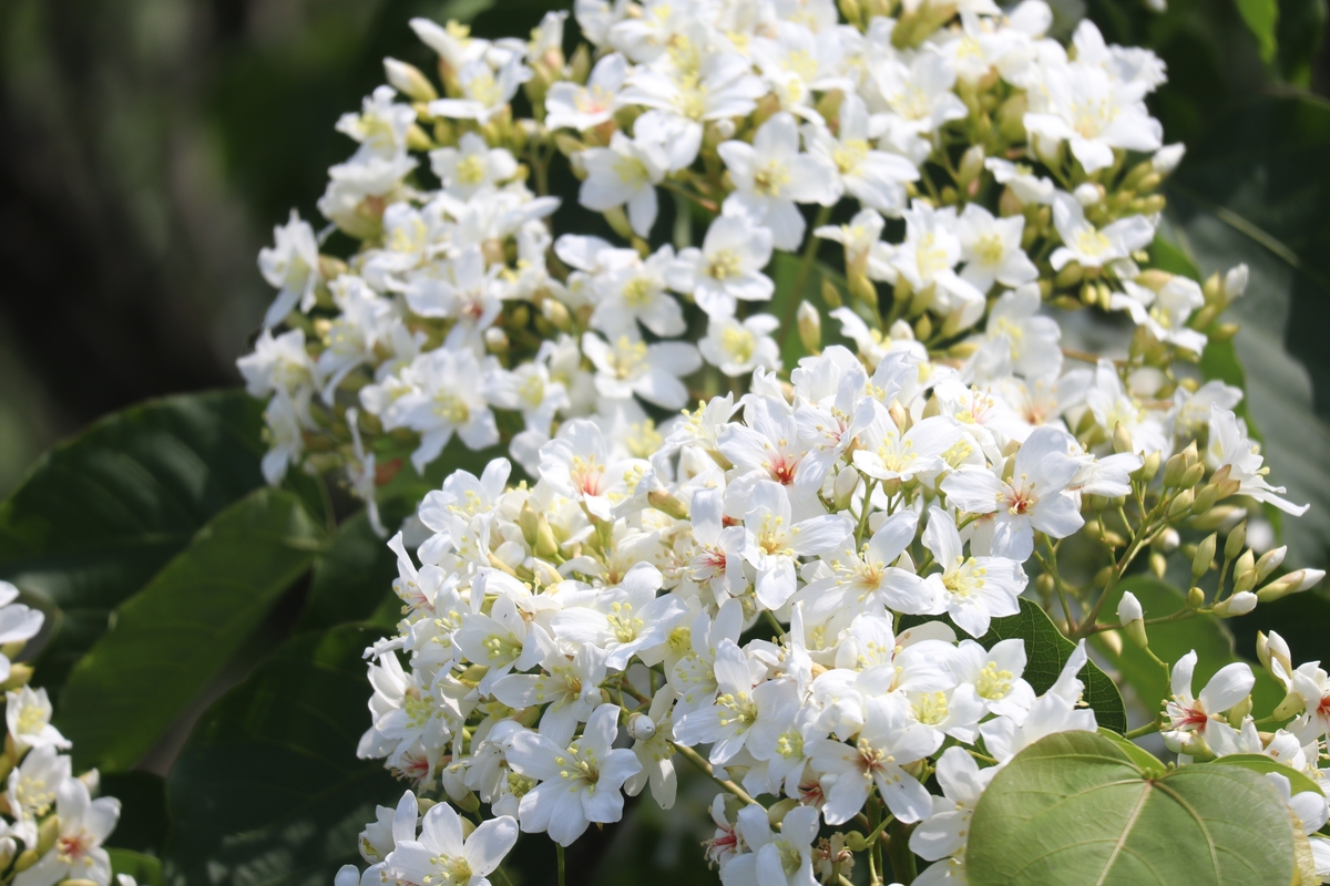 雙五星美泉連泊蘇澳煙波大地酒店賞桐3日